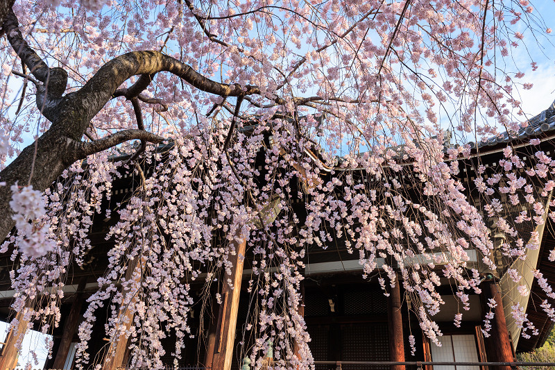 2022桜咲く京都　立本寺のしだれ桜_f0155048_23472222.jpg