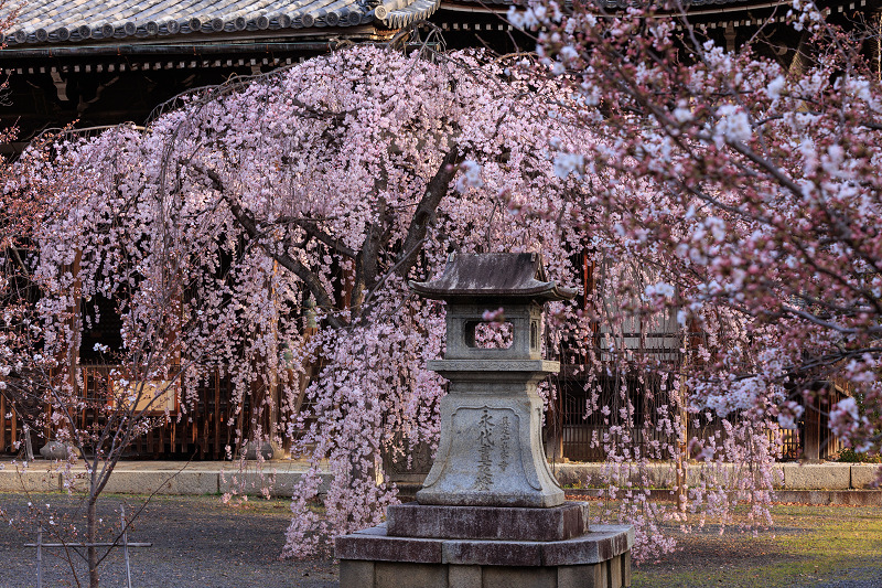 2022桜咲く京都　立本寺のしだれ桜_f0155048_23473588.jpg