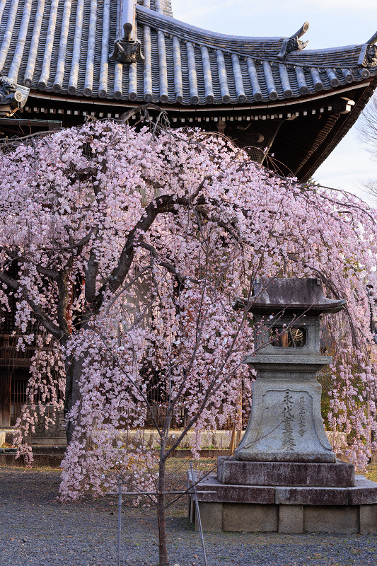2022桜咲く京都　立本寺のしだれ桜_f0155048_23473830.jpg