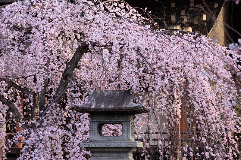 2022桜咲く京都　立本寺のしだれ桜_f0155048_23474340.jpg