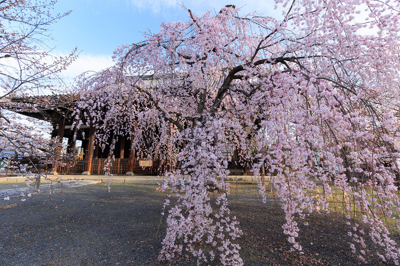 2022桜咲く京都　立本寺のしだれ桜_f0155048_23475343.jpg