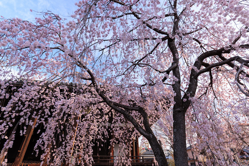 2022桜咲く京都　立本寺のしだれ桜_f0155048_23480169.jpg