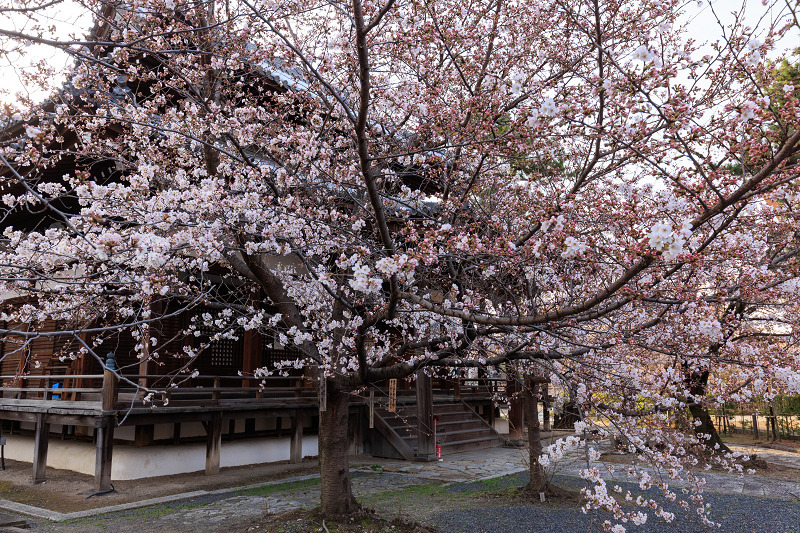 2022桜咲く京都　立本寺のしだれ桜_f0155048_23480449.jpg