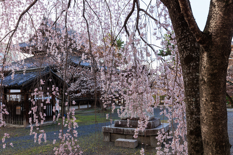 2022桜咲く京都　立本寺のしだれ桜_f0155048_23481027.jpg