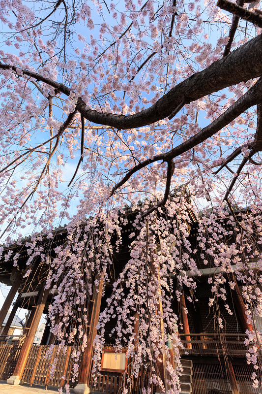 2022桜咲く京都　立本寺のしだれ桜_f0155048_23483046.jpg