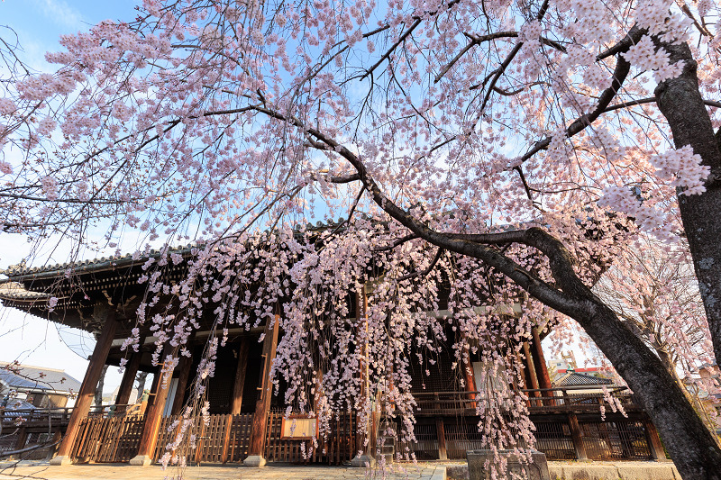 2022桜咲く京都　立本寺のしだれ桜_f0155048_23484800.jpg