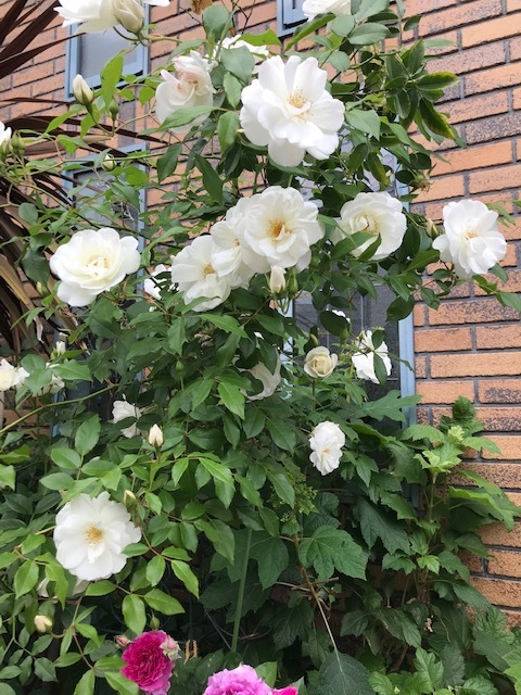 きょうから平常？_a0399157_12001065.jpg