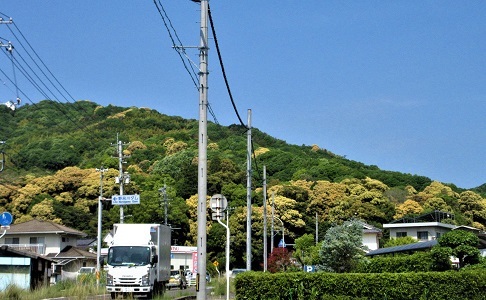 亀山八幡宮の森は、県内有数の広葉樹林_e0175370_15434374.jpg