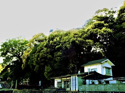 亀山八幡宮の森は、県内有数の広葉樹林_e0175370_15435931.jpg