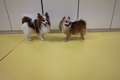 鯉のぼり&仲良しさん_f0357682_15092890.jpg