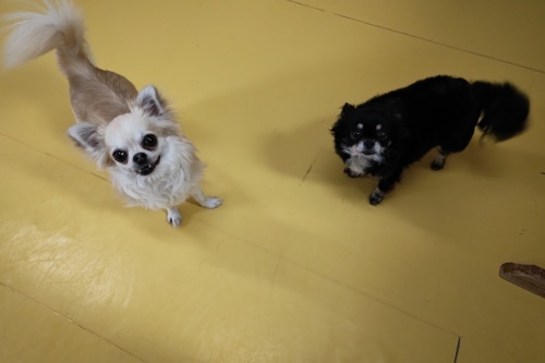 鯉のぼり&仲良しさん_f0357682_15122492.jpg