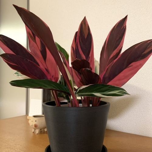 観葉植物に癒される朝 ピーーーンはね上がる葉っぱ_a0134394_07463080.jpeg