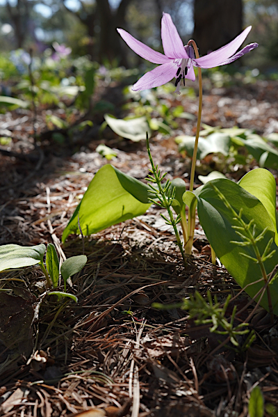 flowers_b0055196_21245327.jpg