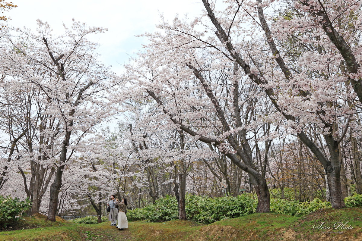 SAKURA 2022@戸田_b0167798_20204216.jpg