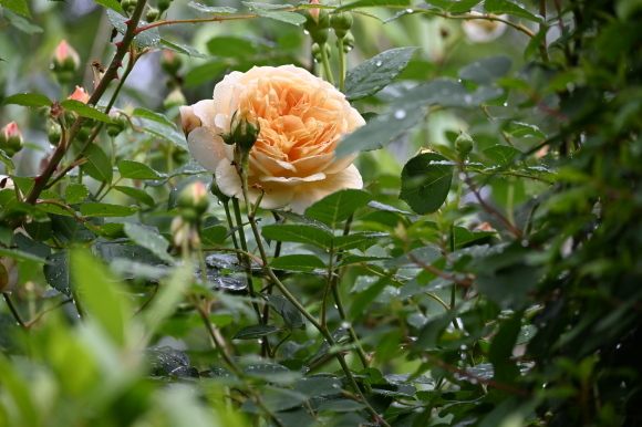風薫る薔薇咲き始むる嬉しき日_a0288500_10360550.jpg