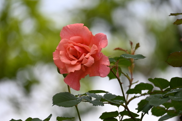 風薫る薔薇咲き始むる嬉しき日_a0288500_10362489.jpg
