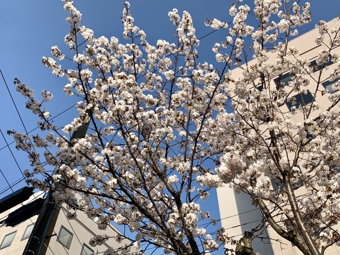 五稜郭！桜！海鮮！　函館ツーリング_c0226202_20075399.jpeg