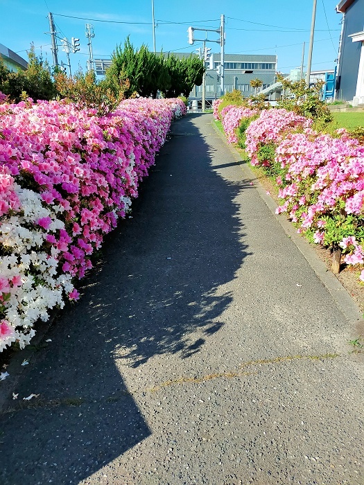 ツツジの香り_b0128621_20192190.jpg