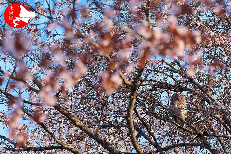 桜とエゾフクロウ_c0347559_09271145.jpg