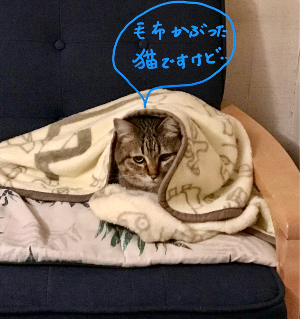 猫かぶり姫_c0162160_20025937.jpg