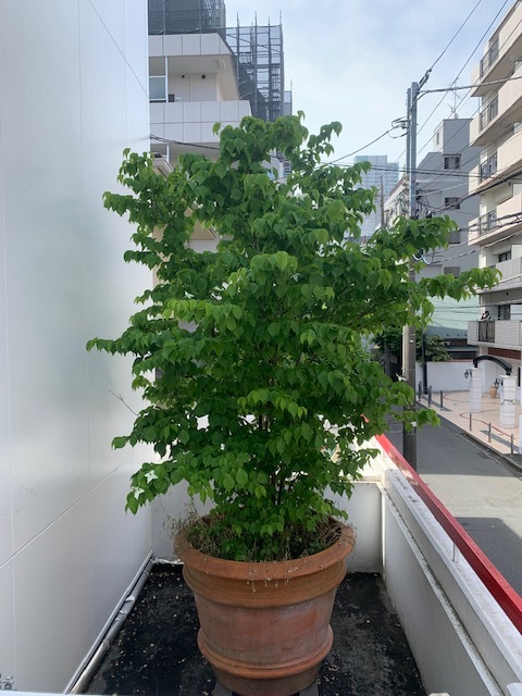 山法師_b0154466_08354404.jpg