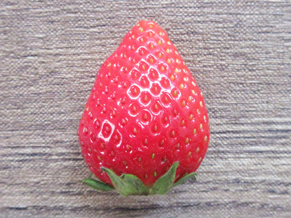 やよいひめ_c0152767_07223916.jpg