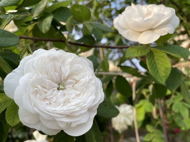 薔薇の香り。_a0394574_21063143.jpeg