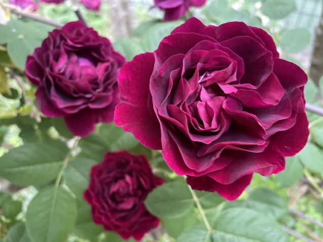 薔薇の香り。_a0394574_21090983.jpeg