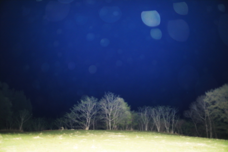 夜のデンデラ野は幻想的で鹿だらけ_f0075075_09115810.jpg