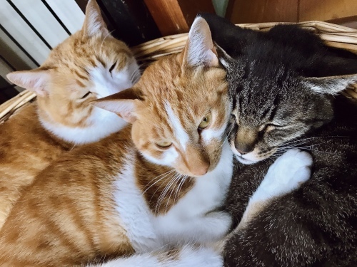 夜のシャクヤク_f0054677_09225862.jpg