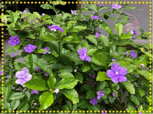 ニオイバンマツリカの花 おりおりに