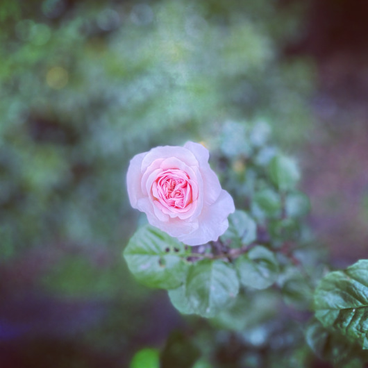 エミリー・ブロンテという名の薔薇_c0203401_01061612.jpeg