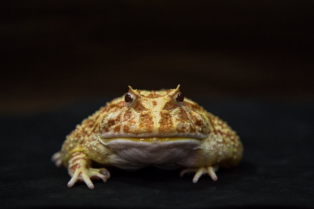 クランウェルツノガエル アプリコット ① クランウェルツノガエル | ひごペット(スマホ):近畿一円 ペット