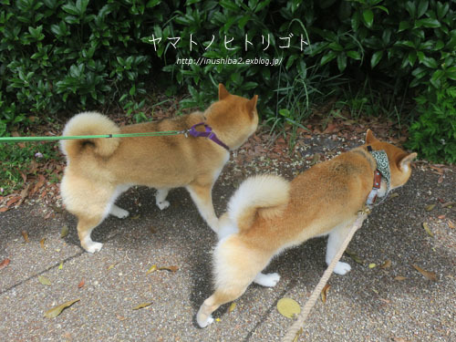 雨が降る前に・・・_e0394031_06295453.jpg
