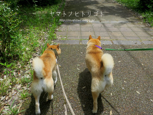 雨が降る前に・・・_e0394031_06295624.jpg