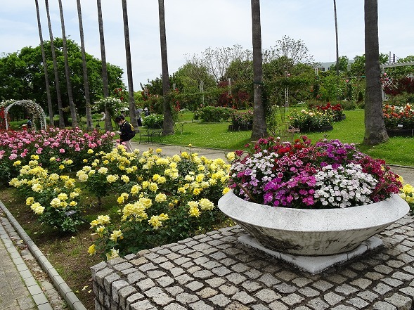 長居植物園のバラ園_b0299042_20142809.jpg