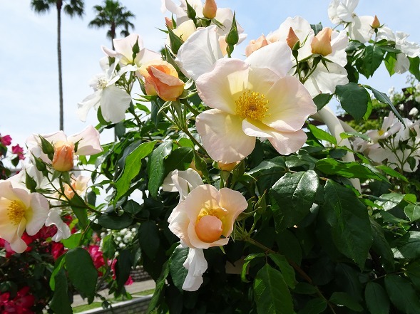 長居植物園のバラ園_b0299042_20163175.jpg