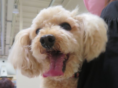 5月11日の写真_c0174644_15020267.jpg