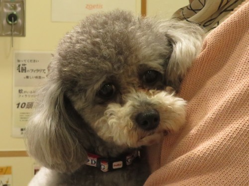 5月11日の写真_c0174644_15022808.jpg