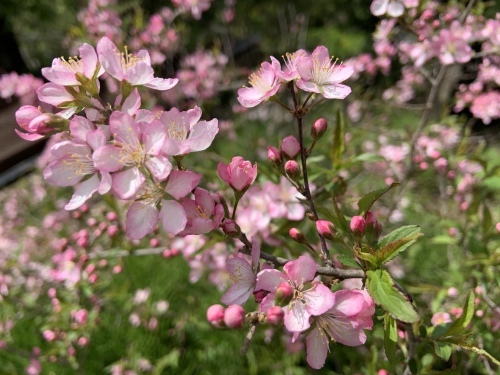 山桜桃梅_b0365347_16203376.jpg