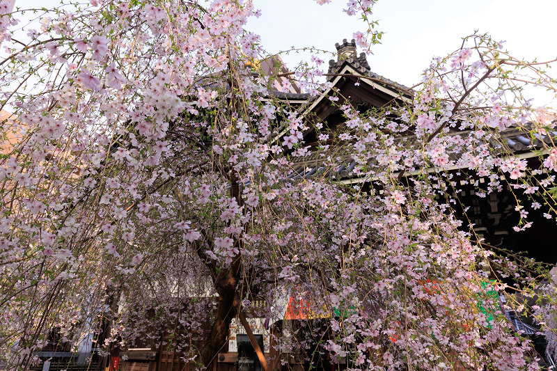 樹齢100年のしだれ桜に感嘆！春の田ノ頭郷の丘へドライブ 長崎県