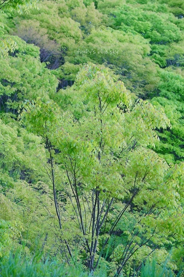 山道さんぽ♪・最終章 (ピョコタン事件?と昨日のつづき・・)_c0145250_08443118.jpg