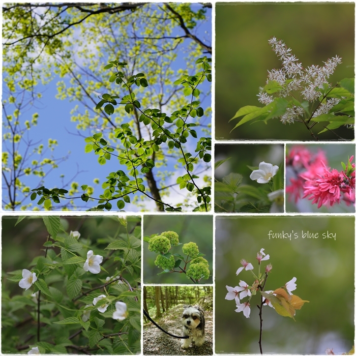 山道さんぽ♪・最終章 (ピョコタン事件?と昨日のつづき・・)_c0145250_08444374.jpg