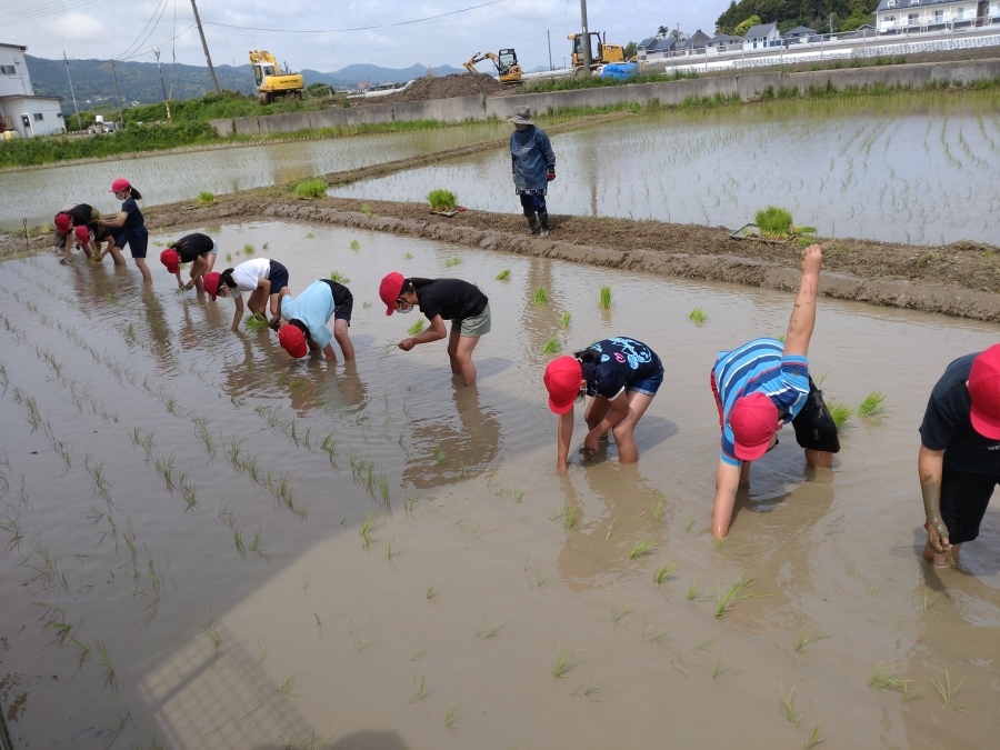 田植え_d0334162_08385280.jpg