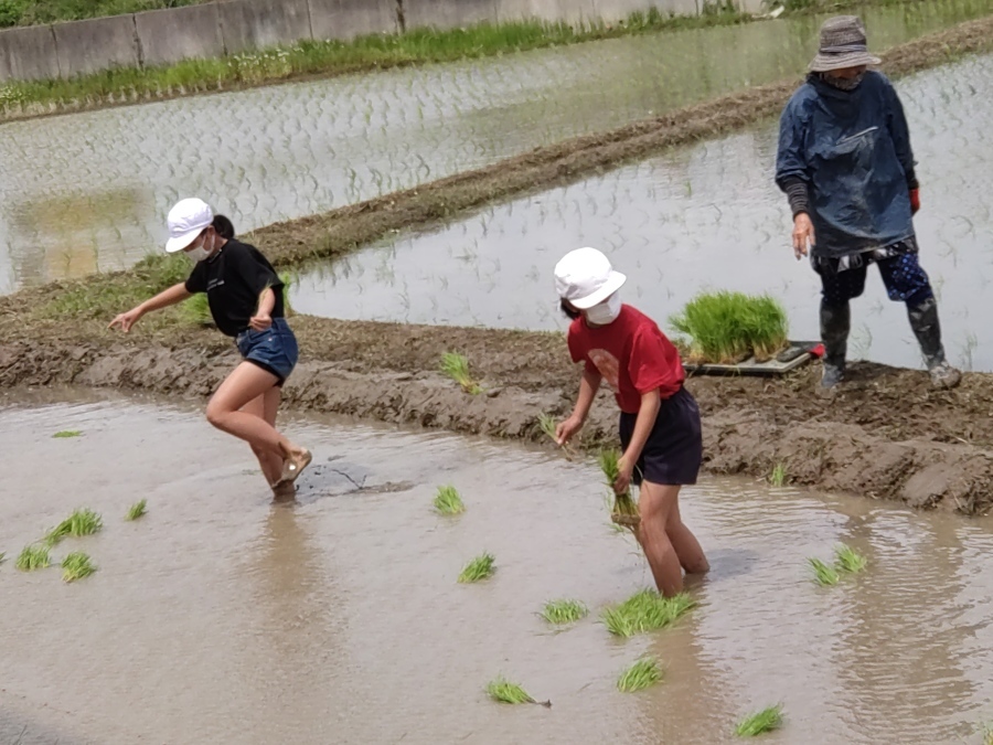 田植え_d0334162_08391707.jpg