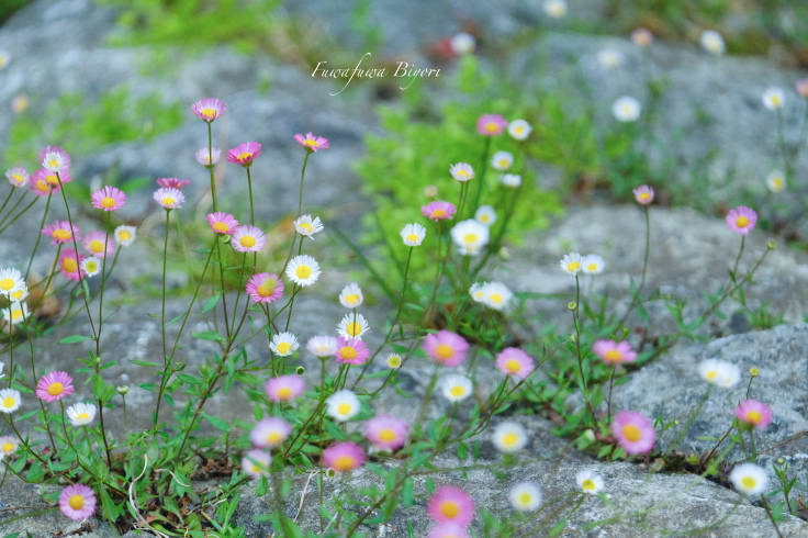 キュートなエリゲロンの花 ふわふわ日和