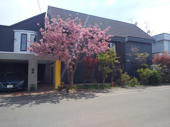 2022年5月11日 八重桜_e0267466_20483174.jpg