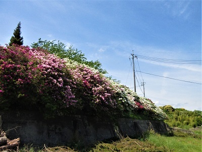 花の工場、花の団地_e0175370_13473544.jpg