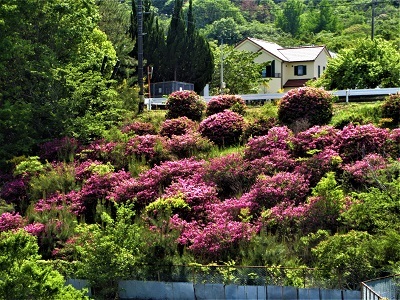 花の工場、花の団地_e0175370_13475639.jpg