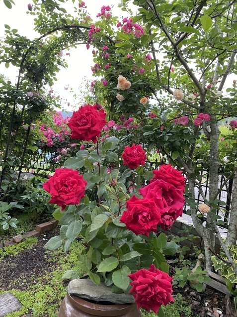ストレスフル。_a0394574_20432410.jpeg